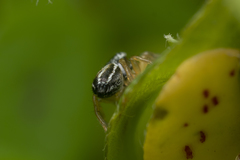 Heliophanus equester