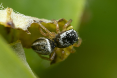 Heliophanus equester