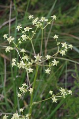 Alepidea amatymbica