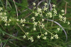 Alepidea amatymbica