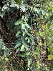 Urceola micrantha