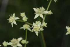 Alepidea amatymbica
