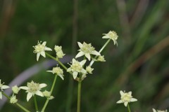 Alepidea amatymbica