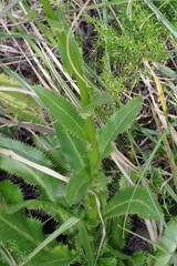 Alepidea amatymbica