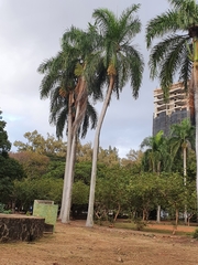 Roystonea borinquena