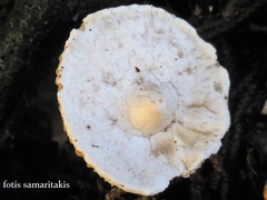 Hygrophorus cossus