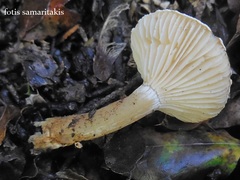 Hygrophorus cossus