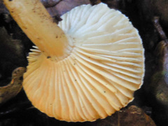 Hygrophorus cossus