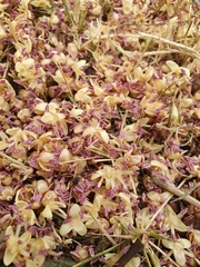 Roystonea borinquena