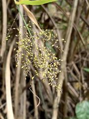 Panicum sarmentosum