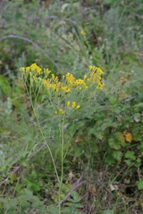 Senecio adnatus