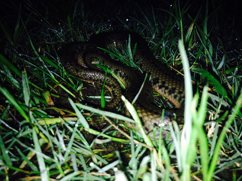 Photo of a Chinese Mud Snake (Myrrophis chinensis)