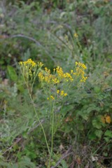 Senecio adnatus