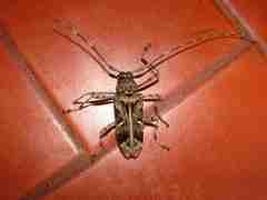 Macropophora accentifer