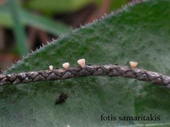 Roseodiscus rhodoleucus