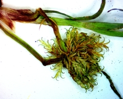 Cyperus squarrosus