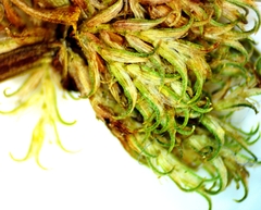 Cyperus squarrosus