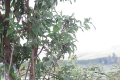 Buddleja salviifolia