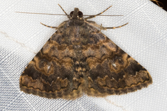 Toxonprucha repentis