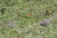 Kniphofia linearifolia