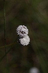 Eriocaulon dregei