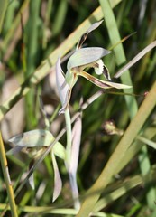 Lyperanthus serratus