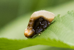 Chrysoecia scira