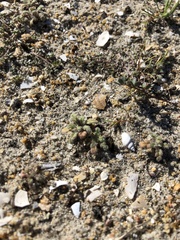 Phacelia stellaris