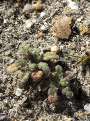 Phacelia stellaris