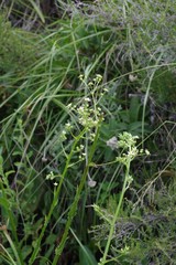 Alepidea amatymbica
