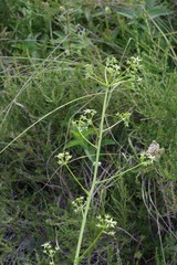 Alepidea amatymbica