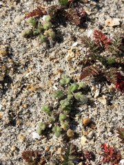 Phacelia stellaris