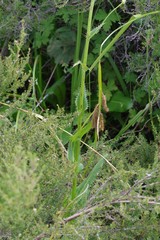 Alepidea amatymbica