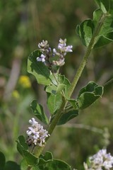 Psoralea caffra