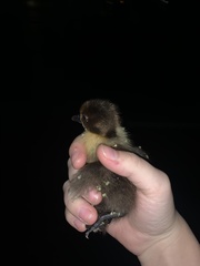 Cairina moschata domestica