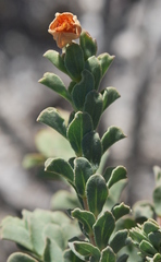 Hermannia trifoliata