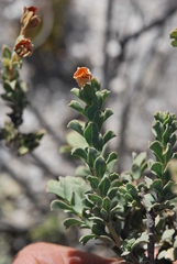 Hermannia trifoliata