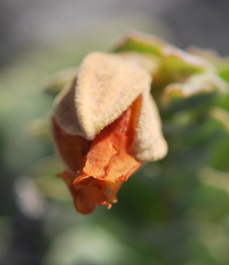 Hermannia trifoliata