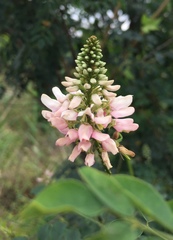 Indigofera jucunda