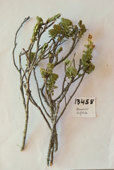 Hermannia trifoliata