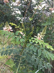 Indigofera jucunda