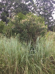 Indigofera jucunda