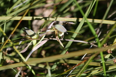 Lyperanthus serratus