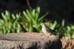 Crithagra atrogularis atrogularis