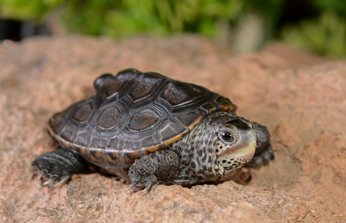 Diamondback Terrapin, photo 7 of 10