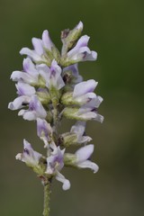 Psoralea caffra