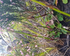 Hermas capitata