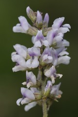 Psoralea caffra