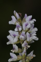 Psoralea caffra