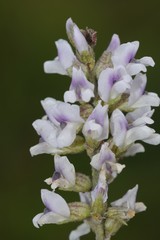 Psoralea caffra
